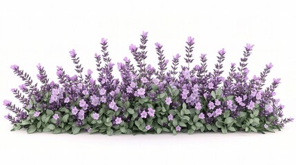 Naklejka premium Lavender Bush: A vibrant lavender bush, showcasing clusters of fragrant purple flowers and lush green foliage, creating a visually appealing display