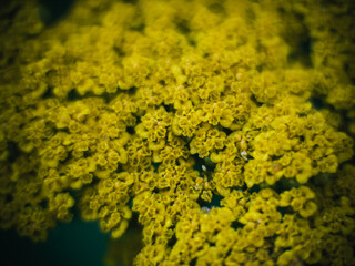 Obraz premium close up of yellow flowers