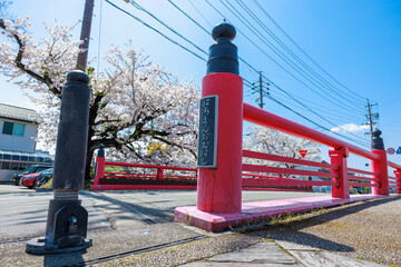 岐阜県大垣市の桜