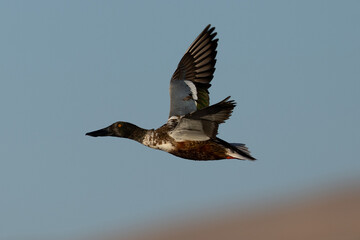 Male Northern shoveler flying in beautiful light, seen in the wild in North California