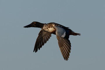Male Northern shoveler flying in beautiful light, seen in the wild in North California