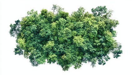 Lush green forest canopy, aerial view.