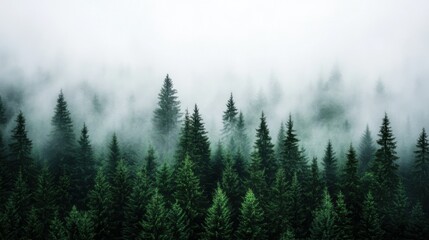 Fototapeta premium Lush Evergreen Forest Surrounded by Mist and Fog in a Serene Natural Landscape at Dawn