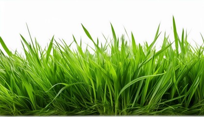 Obraz premium Vibrant green grass blades against a bright white background.