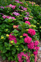A vibrant hydrangea bush with pink and purple blossoms in full bloom
