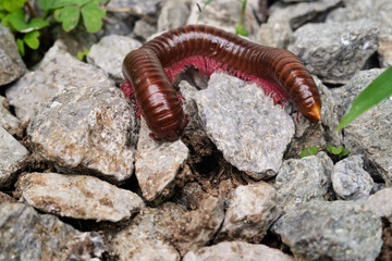 Millipedes Closeup treading on crushed stones and wild plants. Millipedes often appear in the yard when the rainy season arrives. Tiny animal in macrophotography