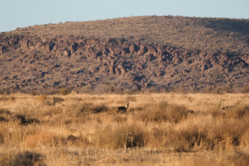 A desert landscape at golden hour with a coyote in the distance.