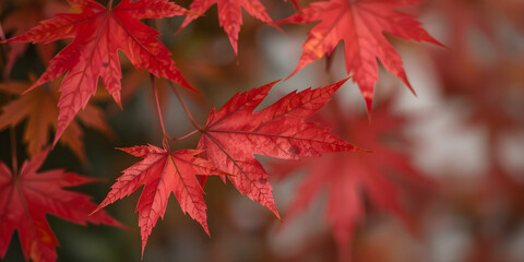 Close-up of a bright red maple leaf in autumn, vibrant tones, sharp details, studio-lit, and centered with empty space.