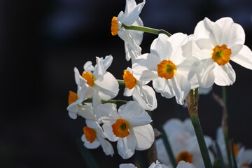水仙の花
