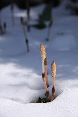 雪の中のつくし（縦位置）
