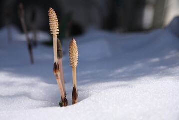 雪の中のつくし（横位置）