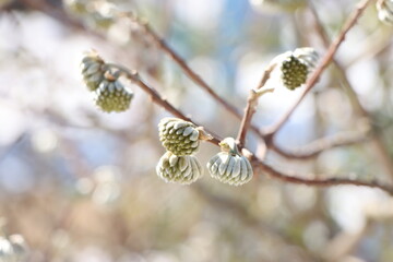 ミツマタのつぼみ