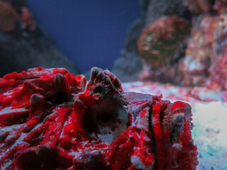 Red Fish in Aquarium Sitting in Sand