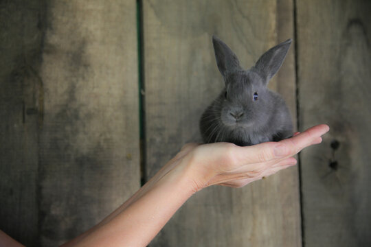 Cute Little Gray Bunny with Ears Up - Powered by Adobe