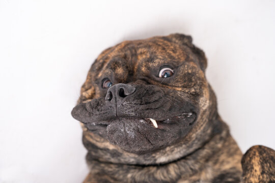Crazy Bullmastiff with tooth hanging out