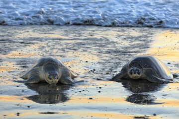 Olive ridley sea turtles crawl out onto the beach for laying eggs. Ostional National Wildlife...