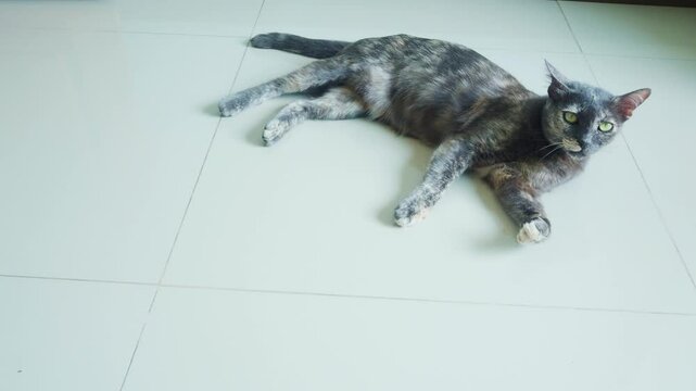 Calico cat or tortoiseshell cat catnip or nepeta cataria  licks leg play and free relax on white wall floor marble in home.