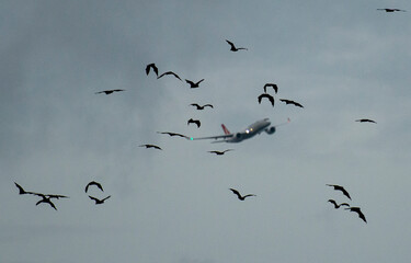 Aircraft flying toward a colony of Grey headed flying fox fruit bats heading out to feed from the Sydney suburb of Hunters Hill.
