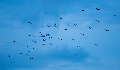 Aircraft flying toward a colony of Grey headed flying fox fruit bats heading out to feed from the Sydney suburb of Hunters Hill.