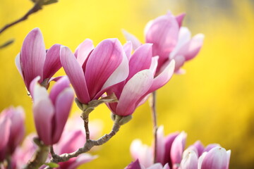 Obraz premium Magnolia flower open in spring
