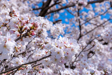 大垣市の桜　岐阜県