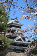 松本城天守と桜（長野県・松本市）