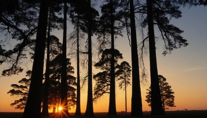 Sunset behind big trees