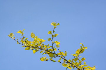 A branch with young green leaves against a blue sky