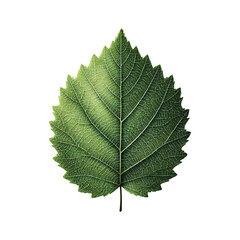 Birch leaf isolated on transparent background