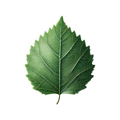 Fototapeta premium Birch leaf isolated on transparent background