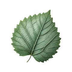 Fototapeta premium Birch leaf isolated on transparent background