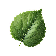Obraz premium Birch leaf isolated on transparent background