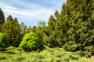 Fototapeta premium A vibrant scene from Kyiv’s botanical garden, showcasing a variety of lush green trees and shrubs under a bright blue sky, highlighting the tranquility and natural beauty of the garden.