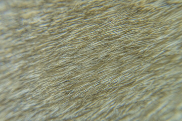 Close-Up of Fur Texture with Fine Details