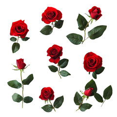 Red Rose vector set white background isolated 
