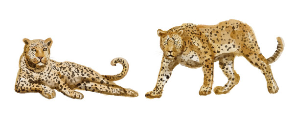 Watercolor set of leopard for logo, invitations and more