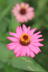 Obraz premium portrait of two pink zinnia flowers with yellow buds and the oth