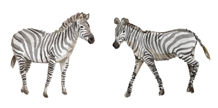 Watercolor set of zebra for logo, invitations and more