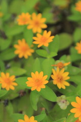 portrait of a yellow button flower with yellow buds and several