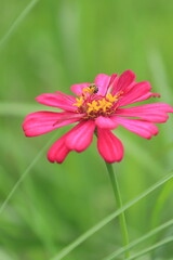 Obraz premium Portrait of a red zinnia flower with yellow buds and a bee on it