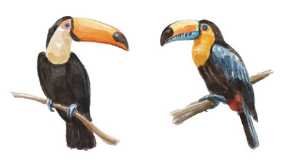 Watercolor set with toucan bird for logo, invitations and more © Yorda