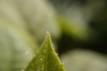Macro Close-Up of a Green Leaf Tip with Tiny Hairs