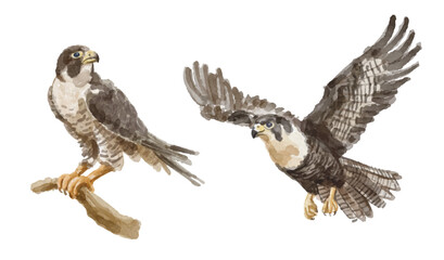 Watercolor set of falcon for logo, invitations and more