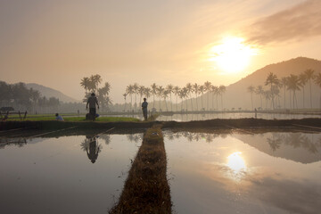 Sunrise Reflects on Flooded Rice Paddy Fields with Palm Trees and Mountains