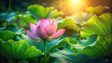 Fototapeta premium Elegant pink lotus, a serene water lily image, perfect for peaceful designs, ample copy space.
