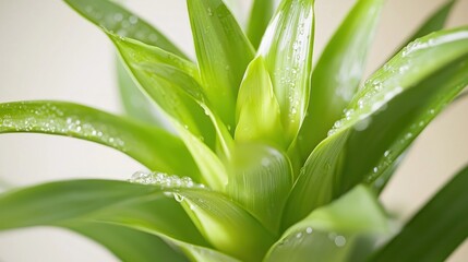 Obraz premium Close-up of vibrant green plant with water droplets on leaves.