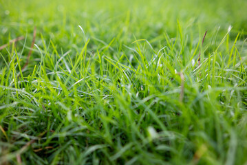 Fresh green grass natural background