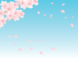 Fototapeta premium Beautiful cherry blossom in spring time over blue sky. Background of cherry blossoms in full bloom and petals. Watercolor illustration.