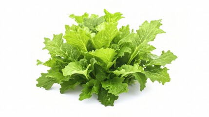 Fototapeta premium Fresh Bunch of Leafy Spinach Isolated on White Background