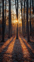 Fototapeta premium Sunlight Breaking Through Trees in Autumn Forest at Sunset